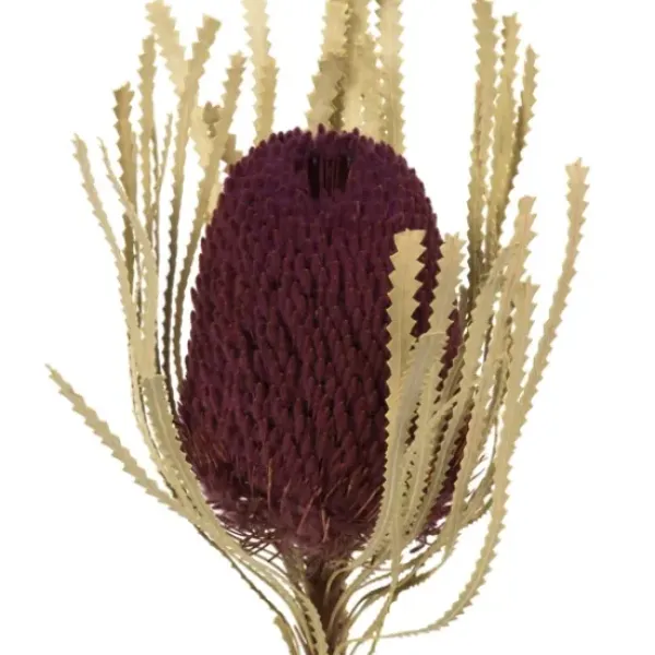 Stems & Bouquets-Kirkland's Home Violet Dried Jumbo Banksia Stems, Set Of 3 Purple