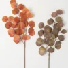Stems & Bouquets-Kirkland's Home Warm Silver Dollar Eucalyptus Stems, Set Of 2 Orange/Brown