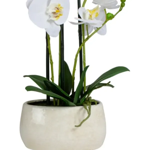Arrangements & Greenery-Kirkland's Home White Orchid In Round Ceramic Bowl White/Green