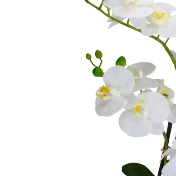 Arrangements & Greenery-Kirkland's Home White Orchid In Round Ceramic Bowl White/Green