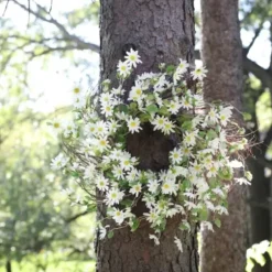 Wreaths-Kirkland's Home White Wild Daisies Wreath White/Green
